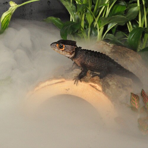 Red-eyed Crocodile skink with mist